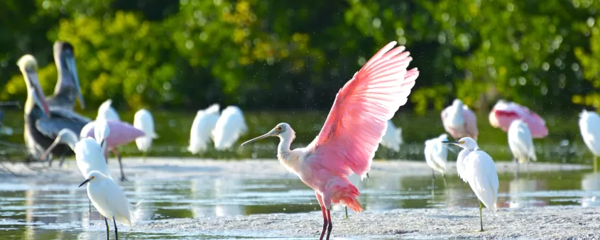 Roseate Spoonbill