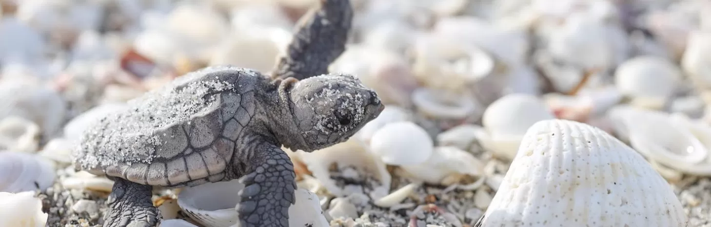 Baby sea turtle on beach