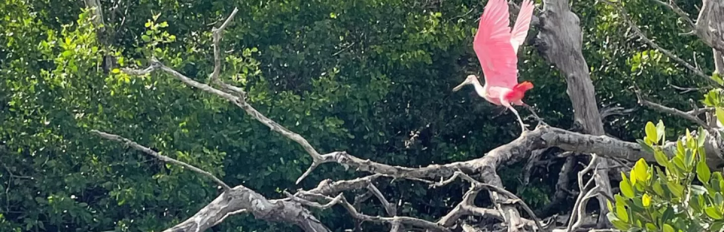 See breathtaking natural beauty on Sanibel's Wild Mile