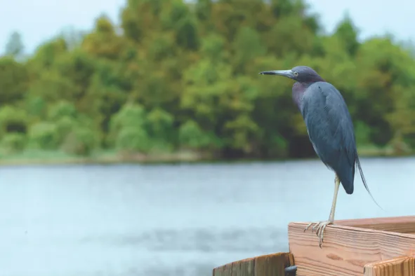 Little blue heron