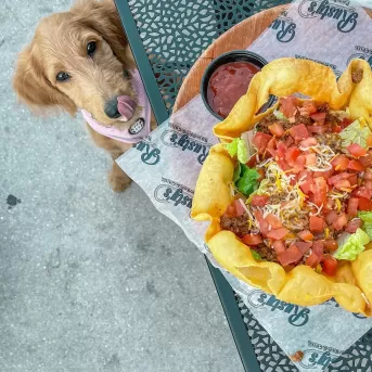 dog licking his lips while looking up at a plate of taco salad food