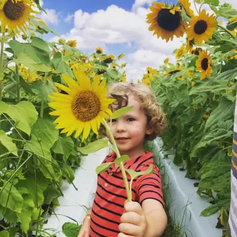 Boy Sunflowers Farmer Mikes U Pick